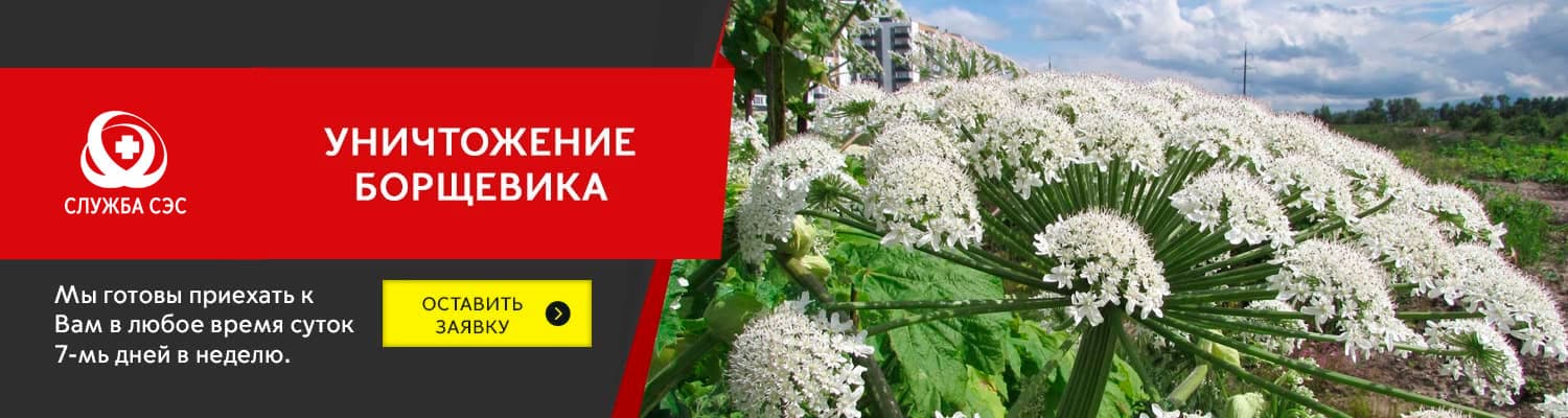 Уничтожение борщевика в Щербинке