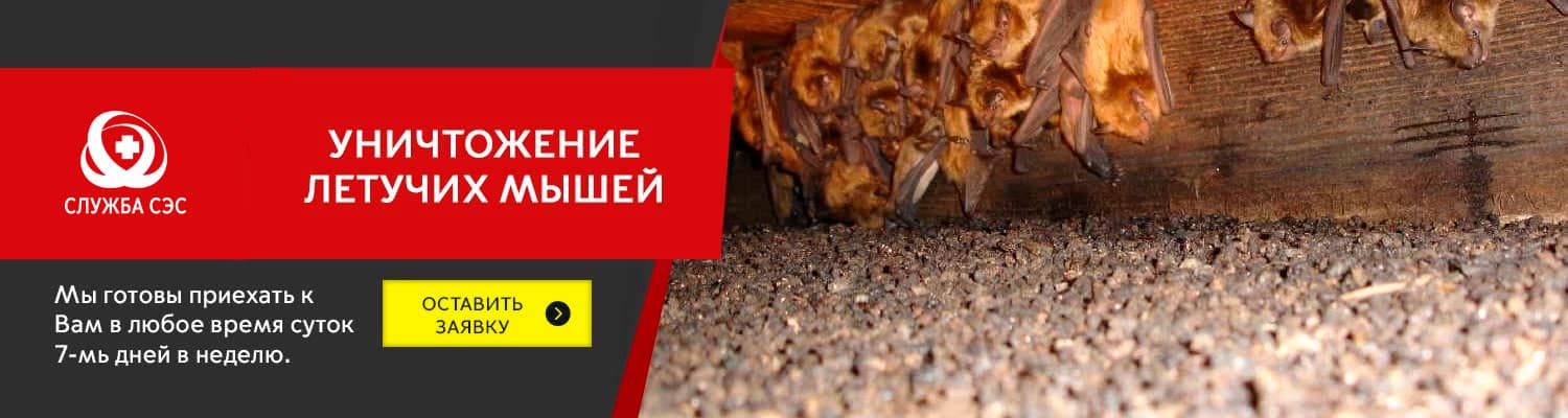 Уничтожение летучих мышей в Щербинке
